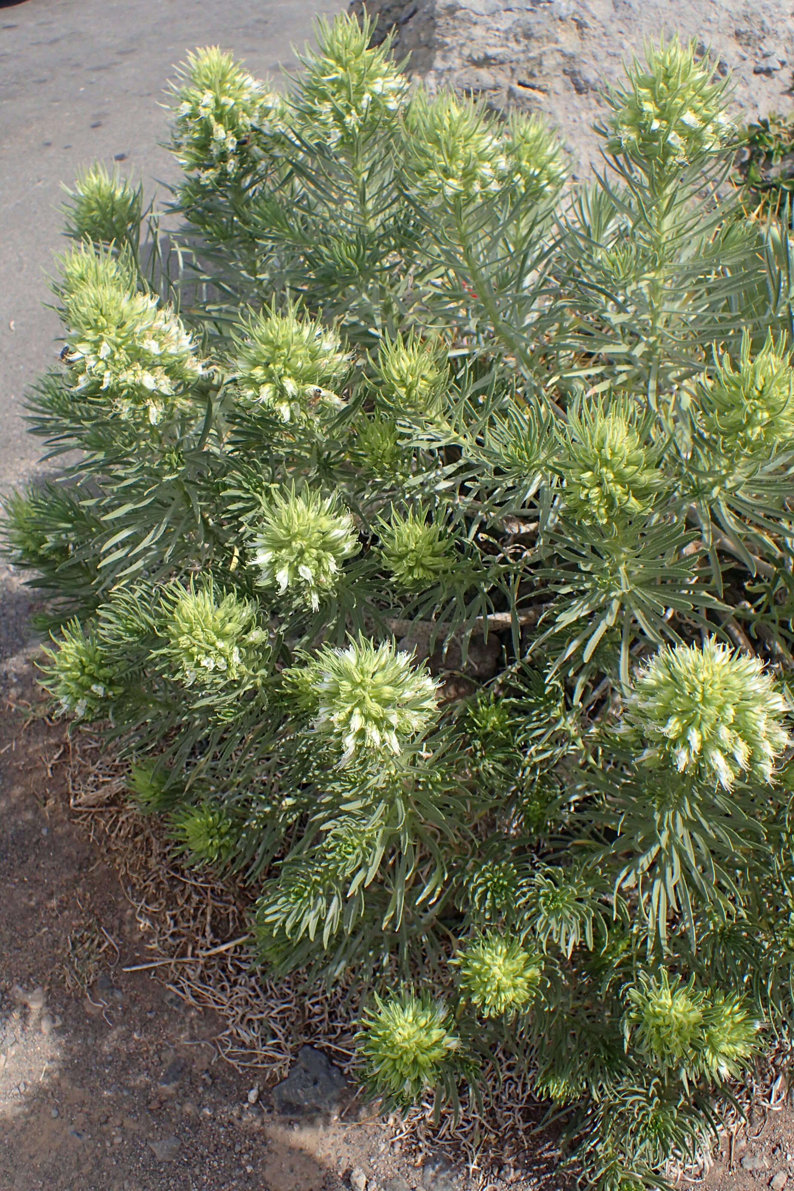 Plancia ëd Echium aculeatum Poir.