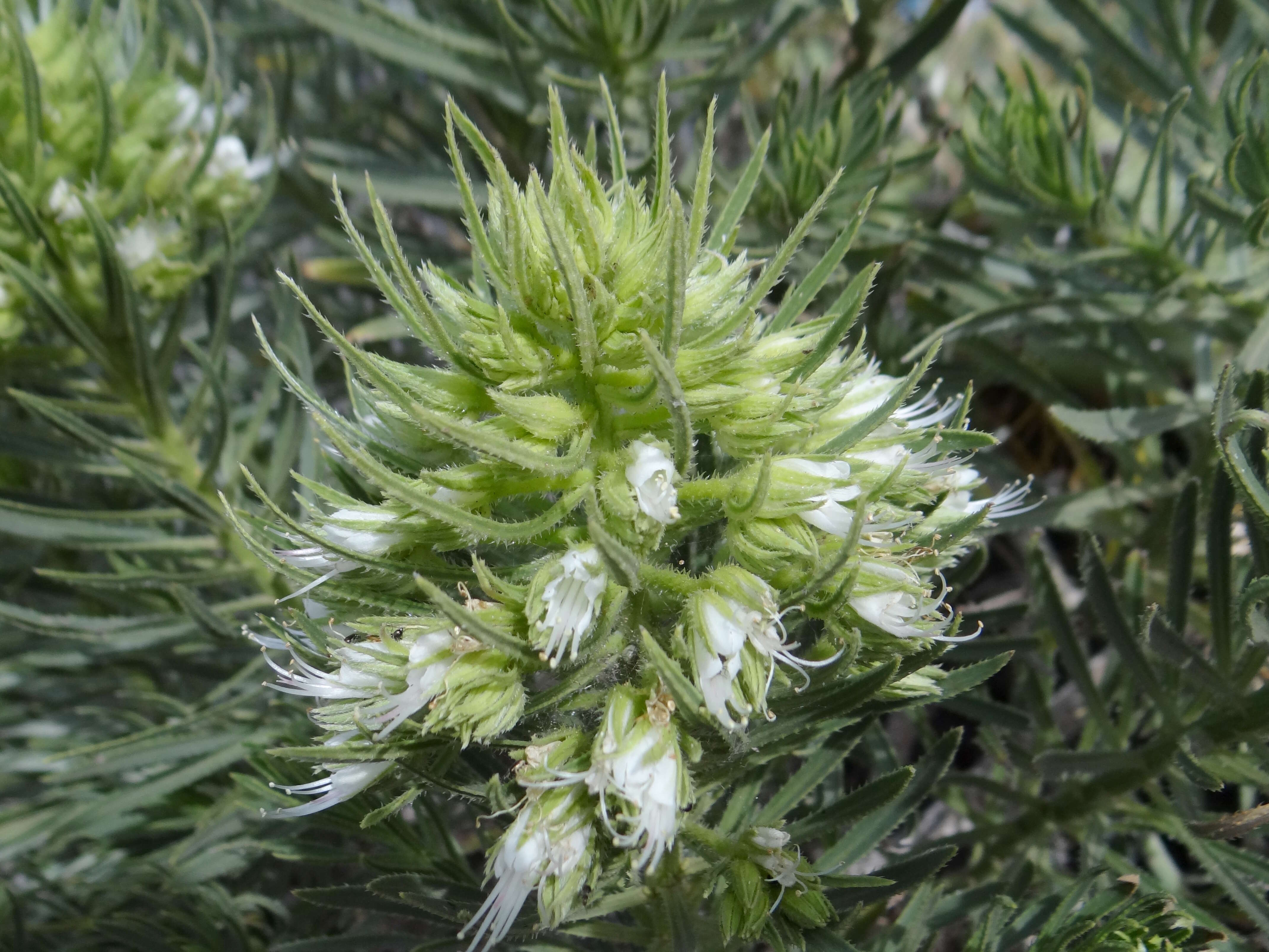 Plancia ëd Echium aculeatum Poir.