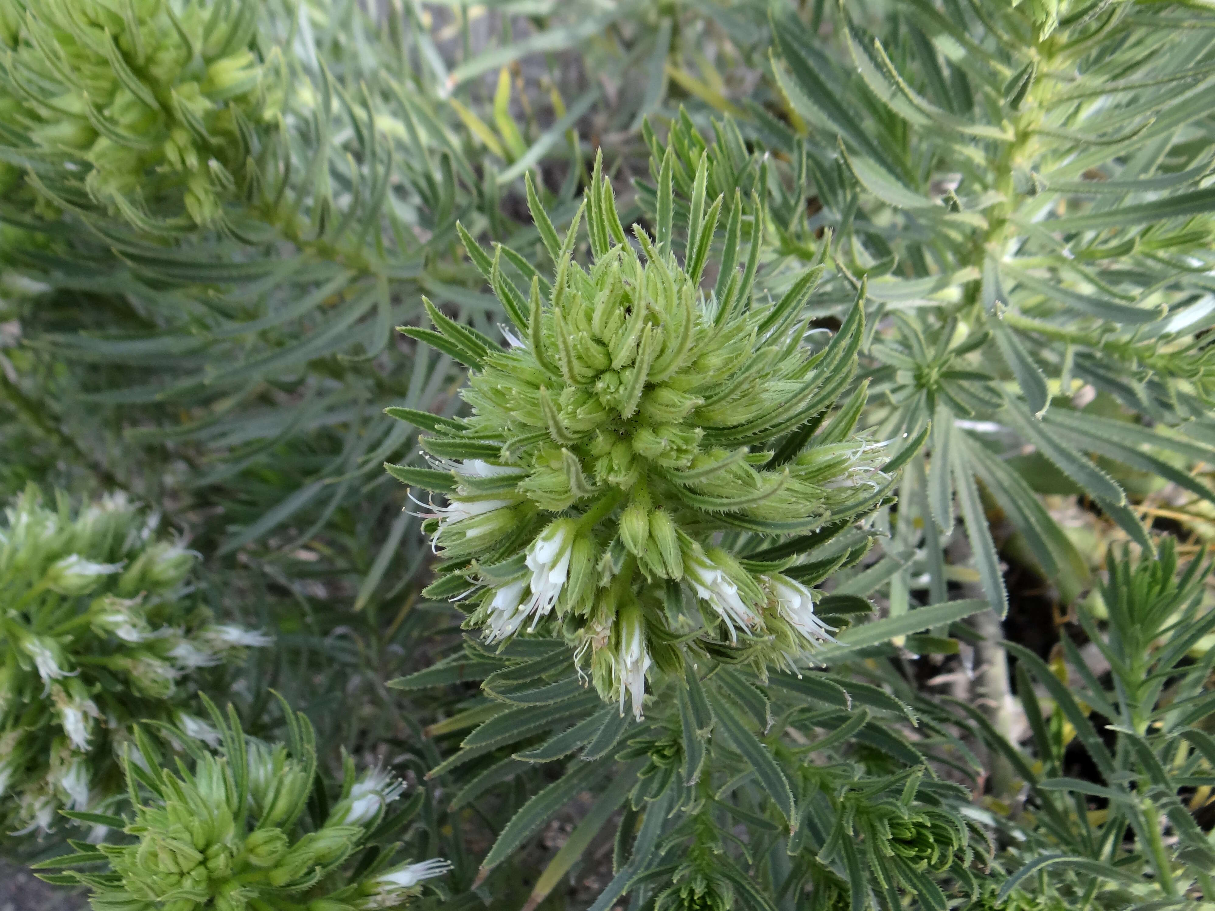 Plancia ëd Echium aculeatum Poir.