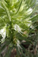 Plancia ëd Echium aculeatum Poir.