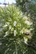 Plancia ëd Echium aculeatum Poir.