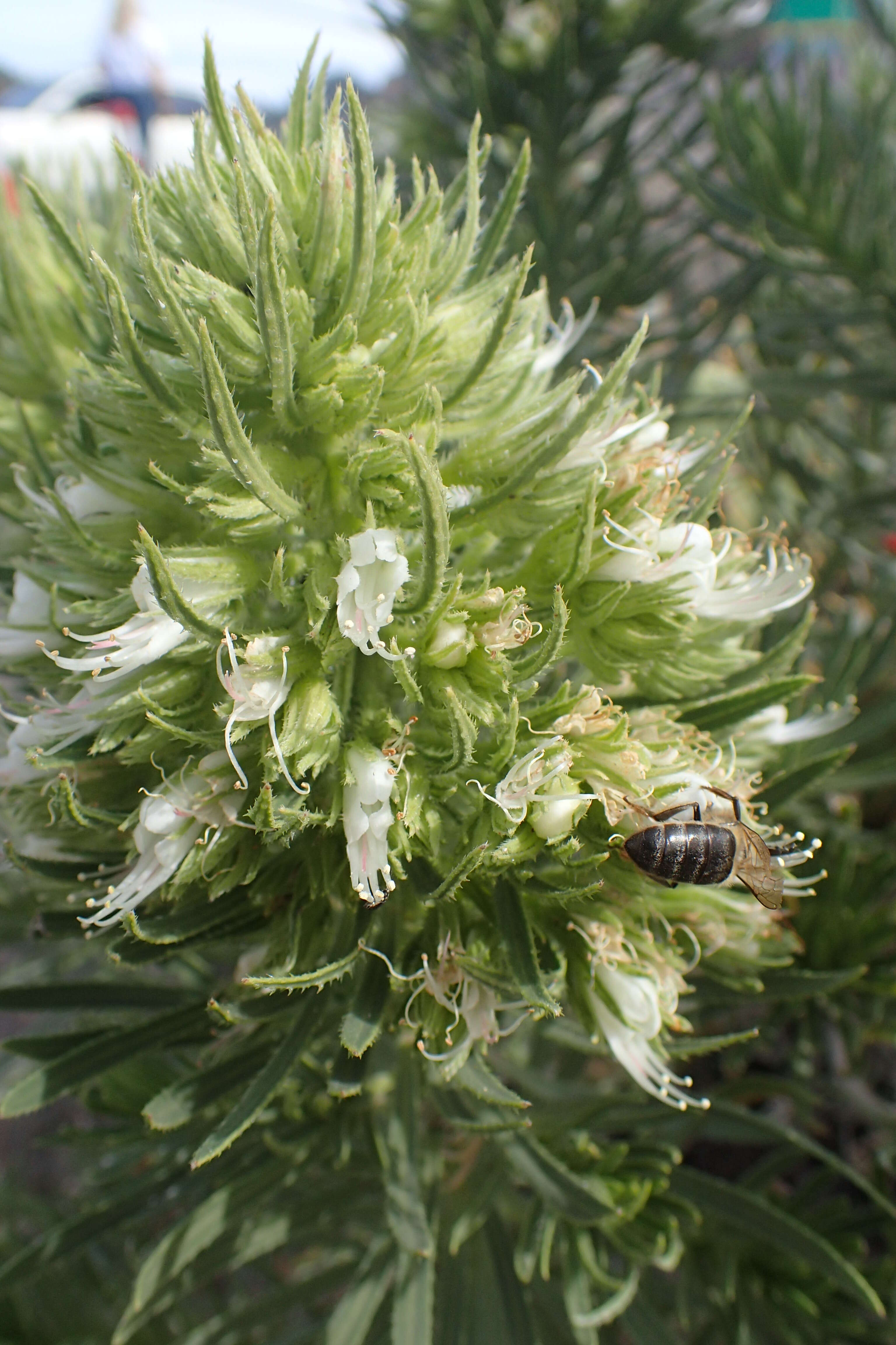 Plancia ëd Echium aculeatum Poir.