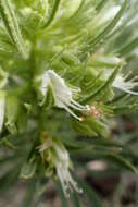 Plancia ëd Echium aculeatum Poir.