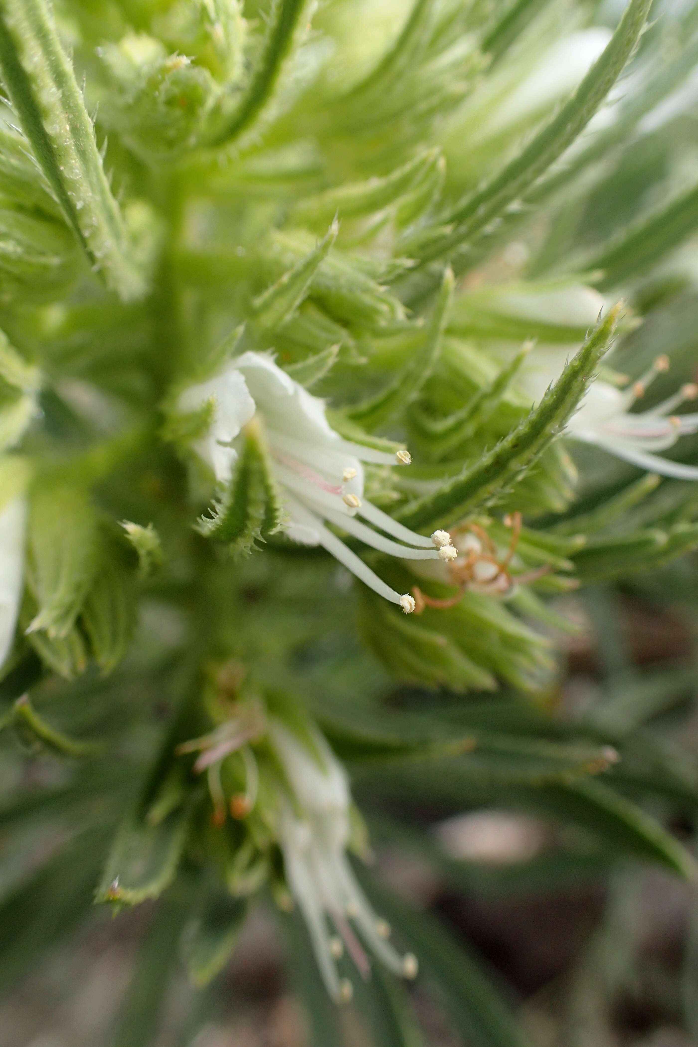 Plancia ëd Echium aculeatum Poir.