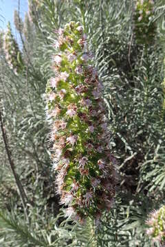 Echium virescens DC. resmi