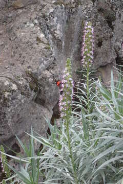 Image of Echium virescens DC.