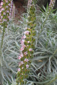 Image of Echium virescens DC.