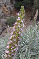 Image of Echium virescens DC.