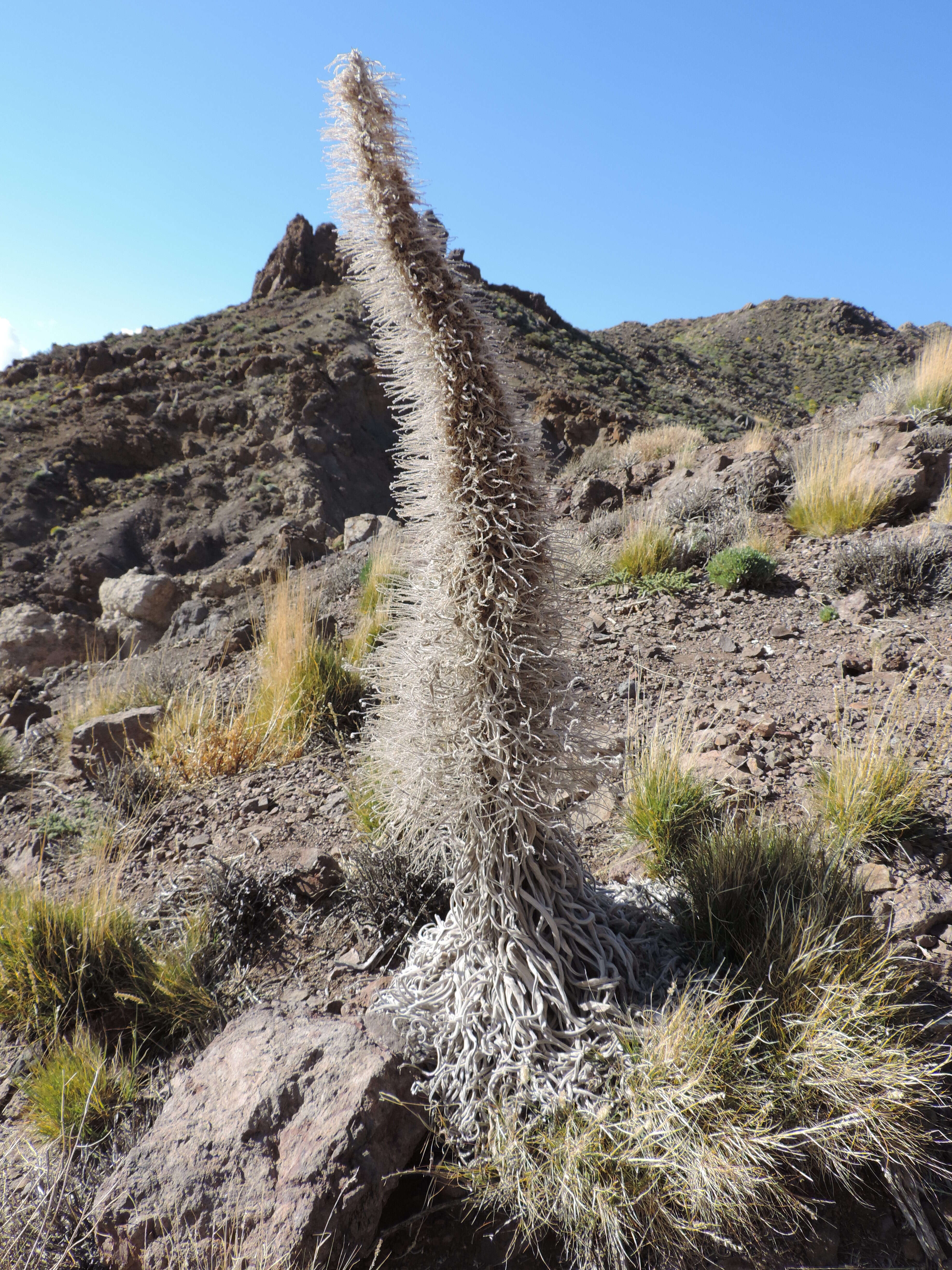 Image of Echium wildpretii H. H. W. Pearson ex Hook. fil.