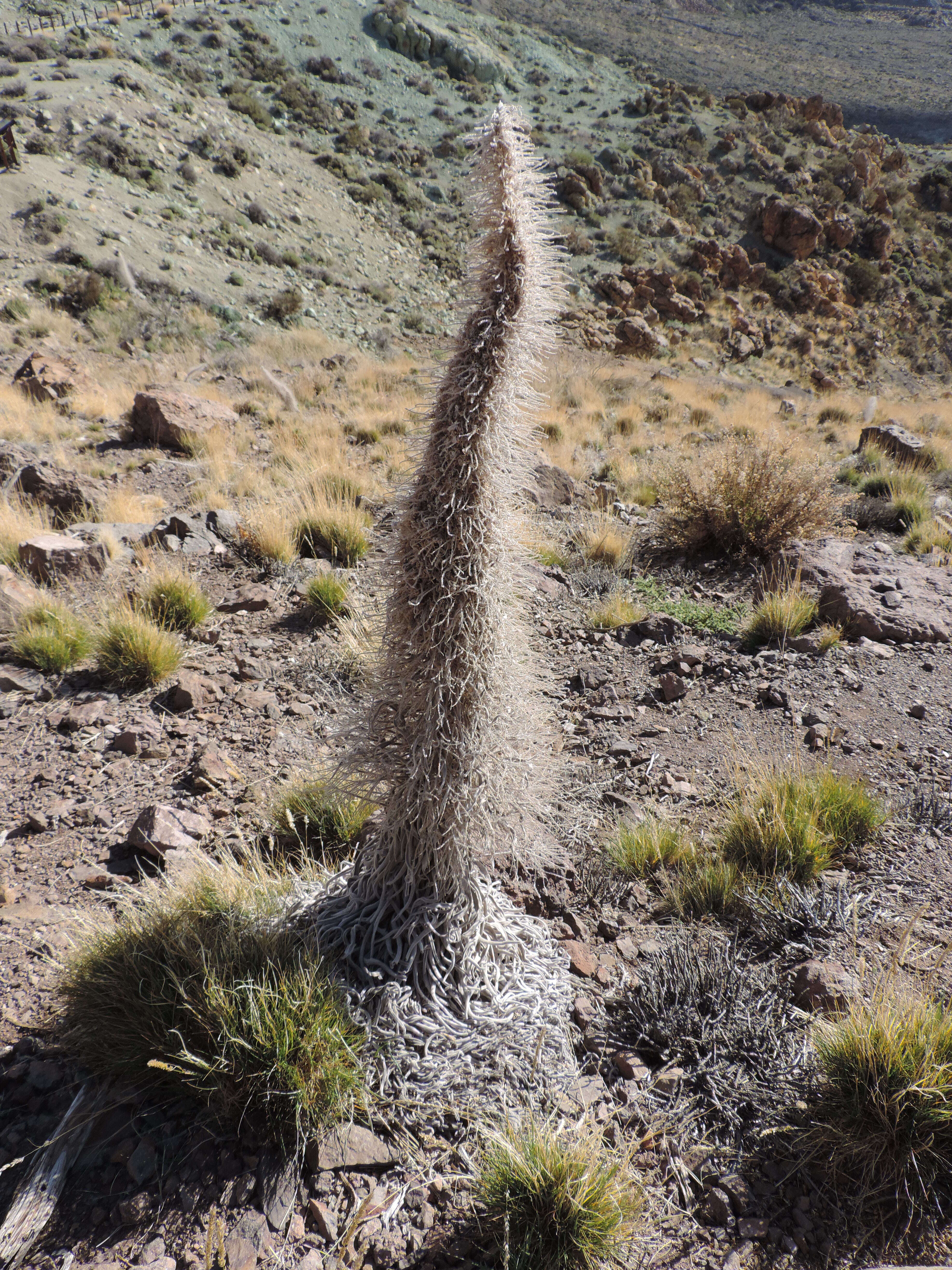 Image of Echium wildpretii H. H. W. Pearson ex Hook. fil.