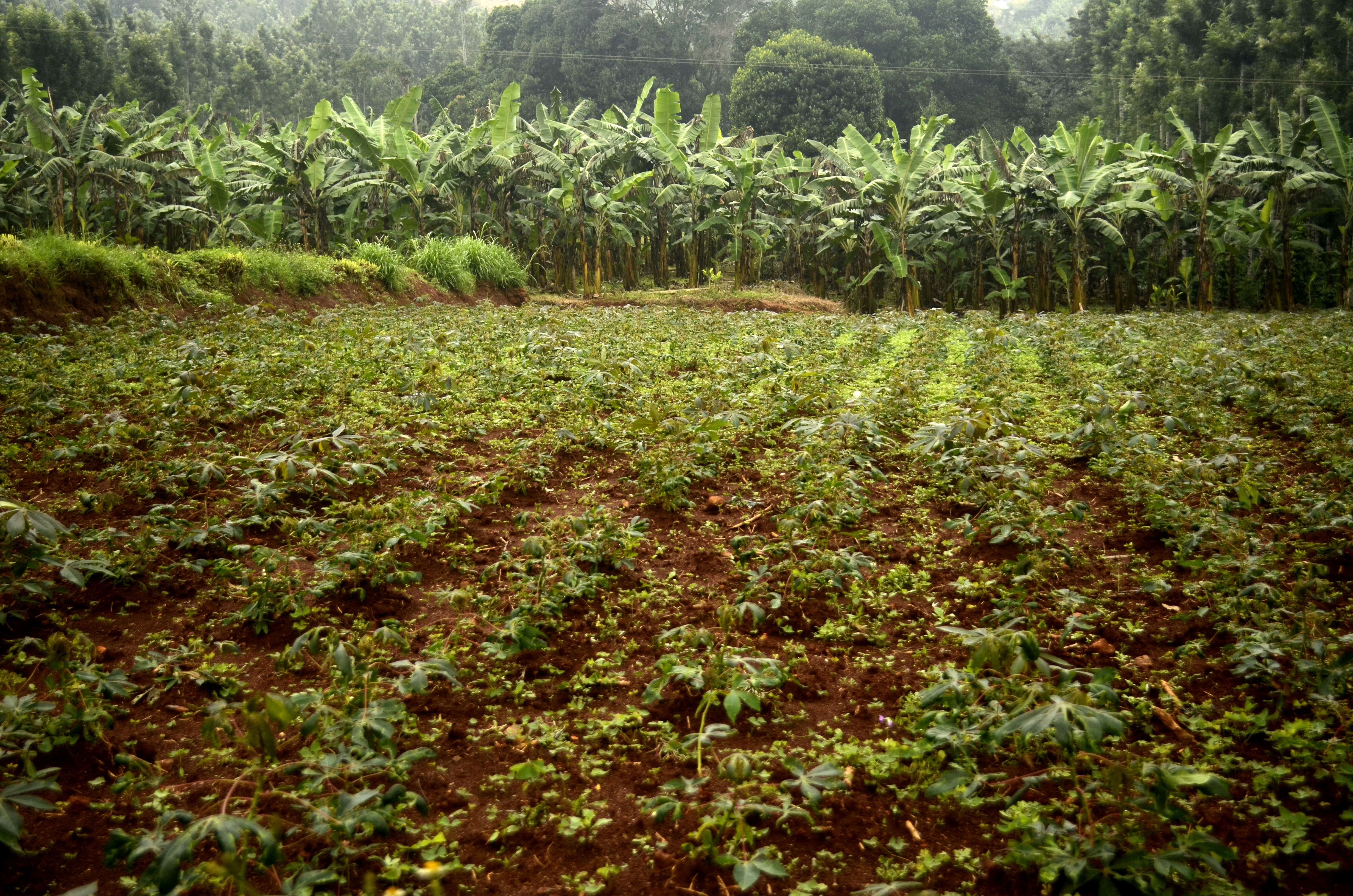 Image of cassava