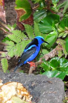 Image of Honeycreeper