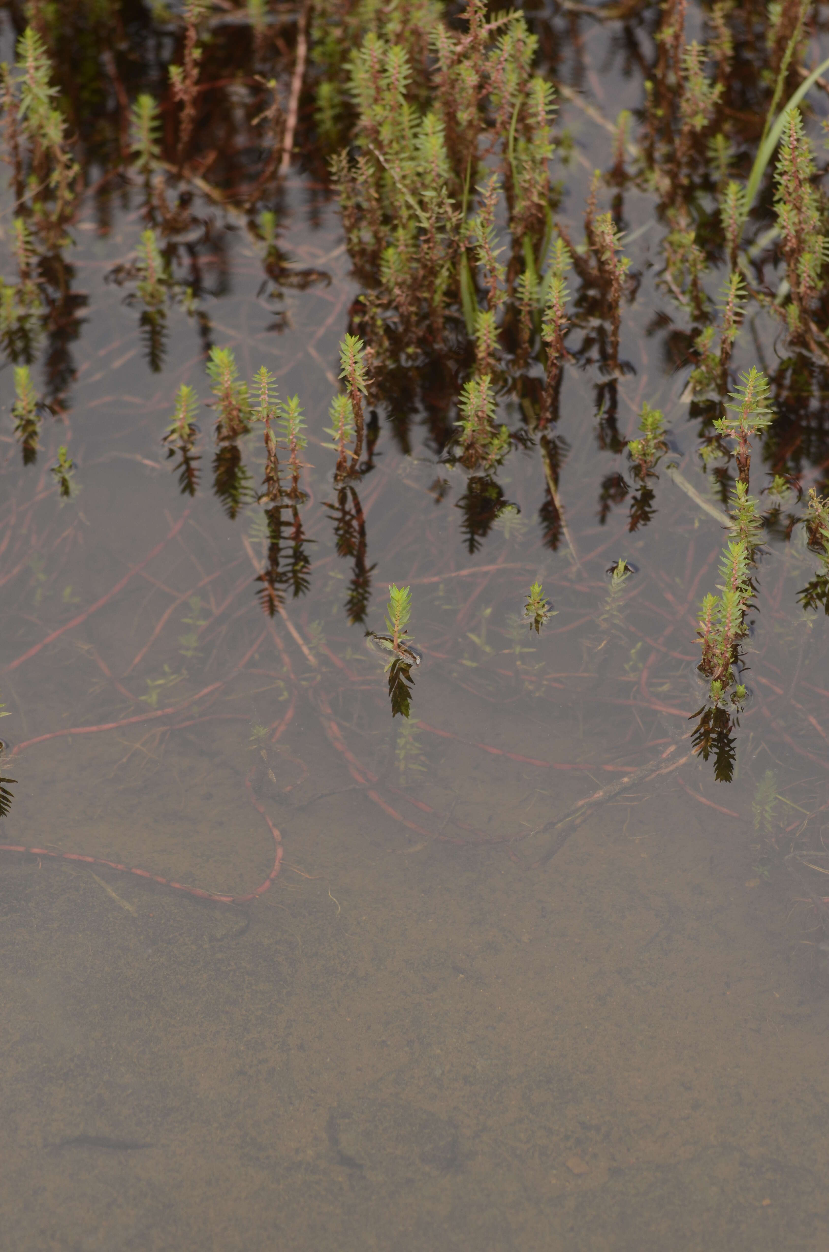 Image of rotala