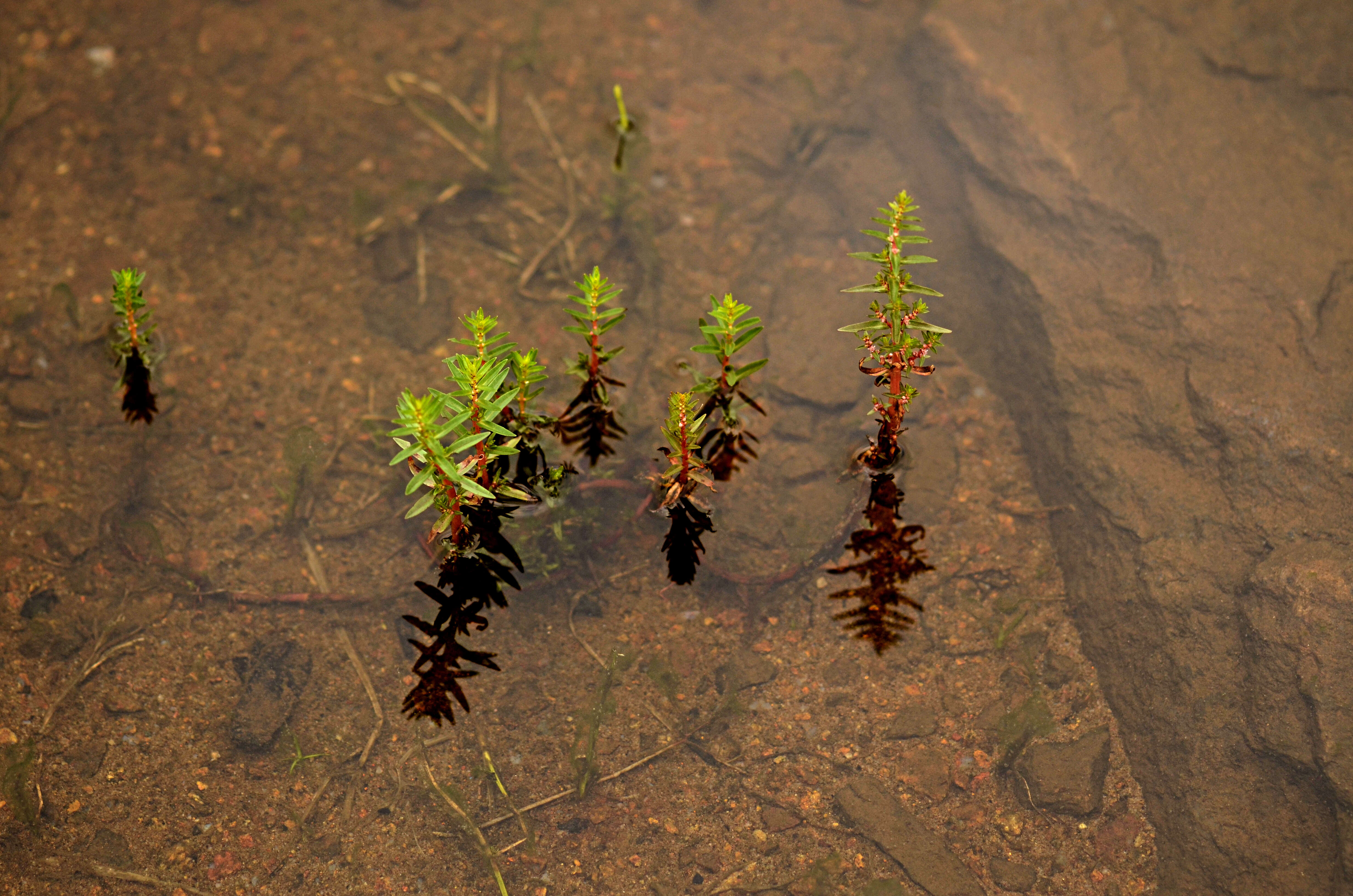 Image of rotala