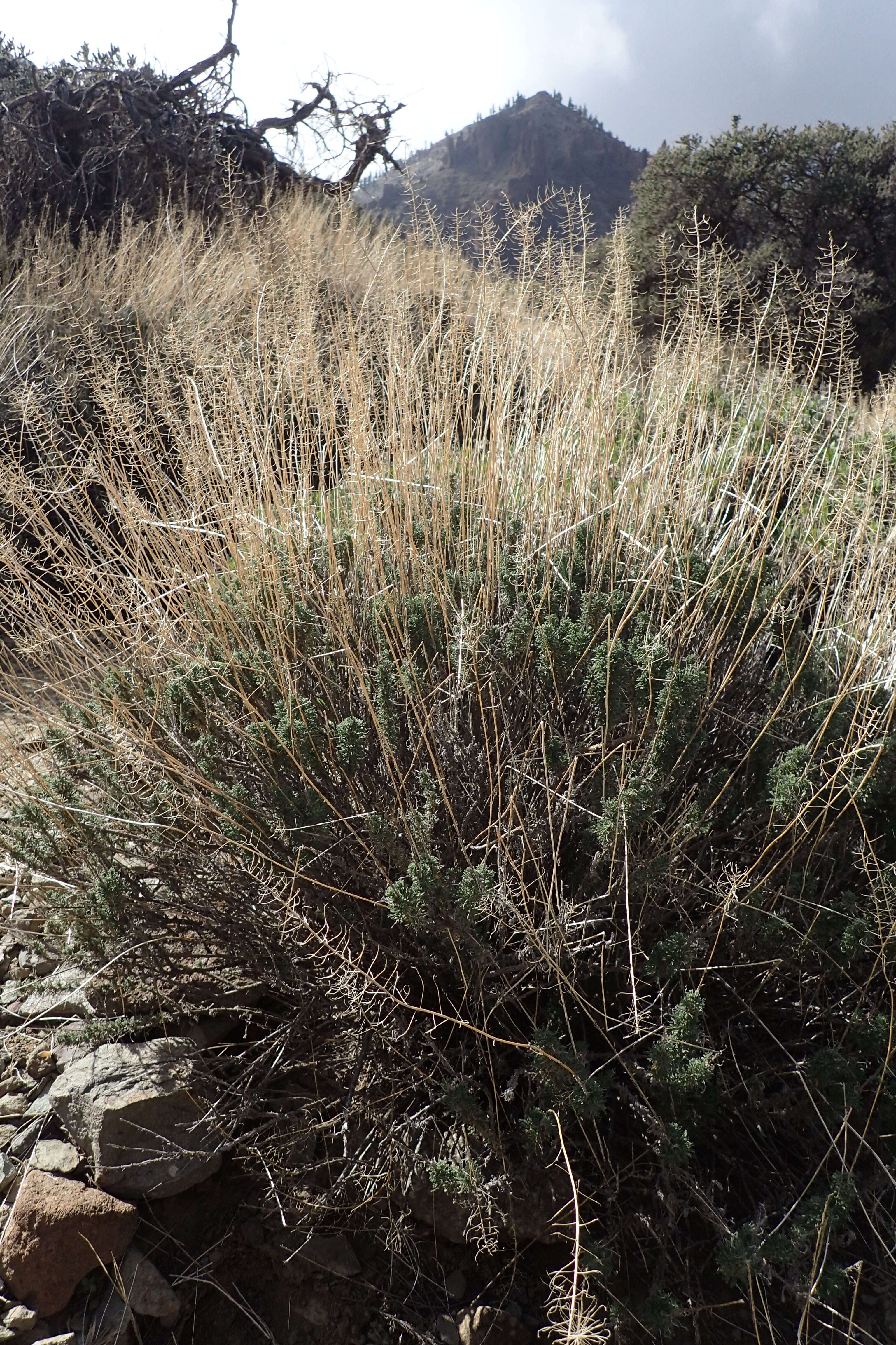 Plancia ëd Descurainia bourgaeana (E. Fourn.) Webb