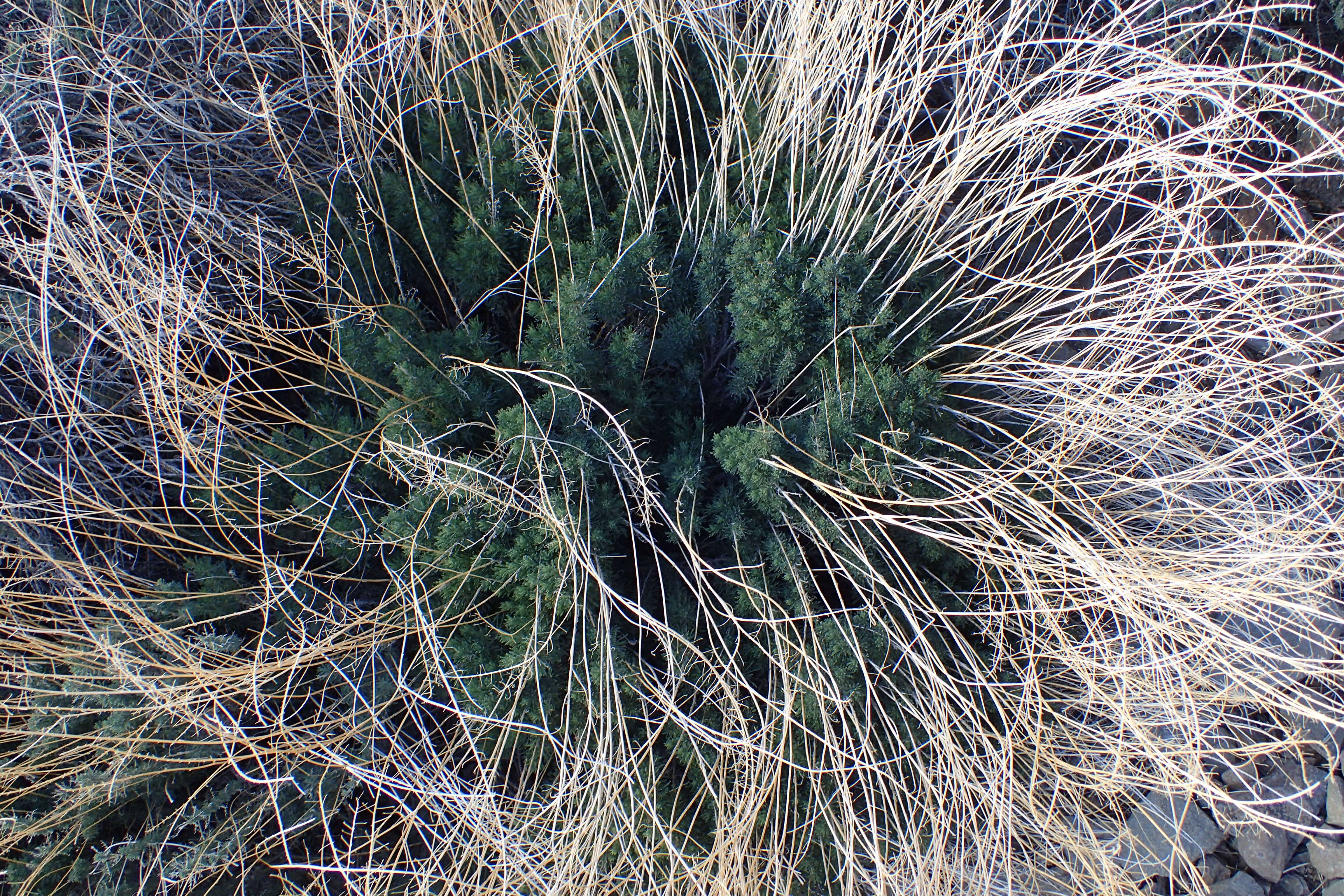 Plancia ëd Descurainia bourgaeana (E. Fourn.) Webb