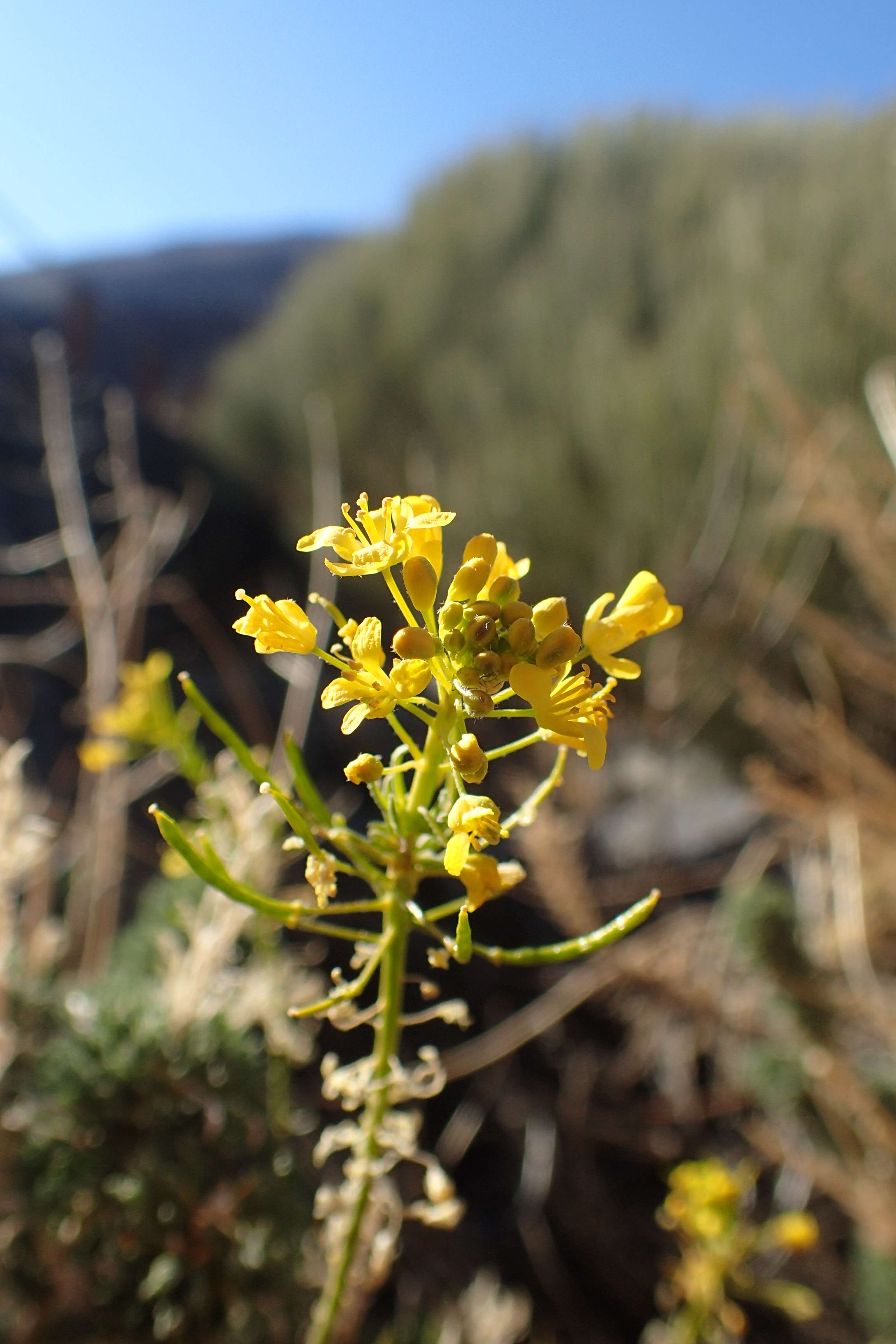 Plancia ëd Descurainia bourgaeana (E. Fourn.) Webb