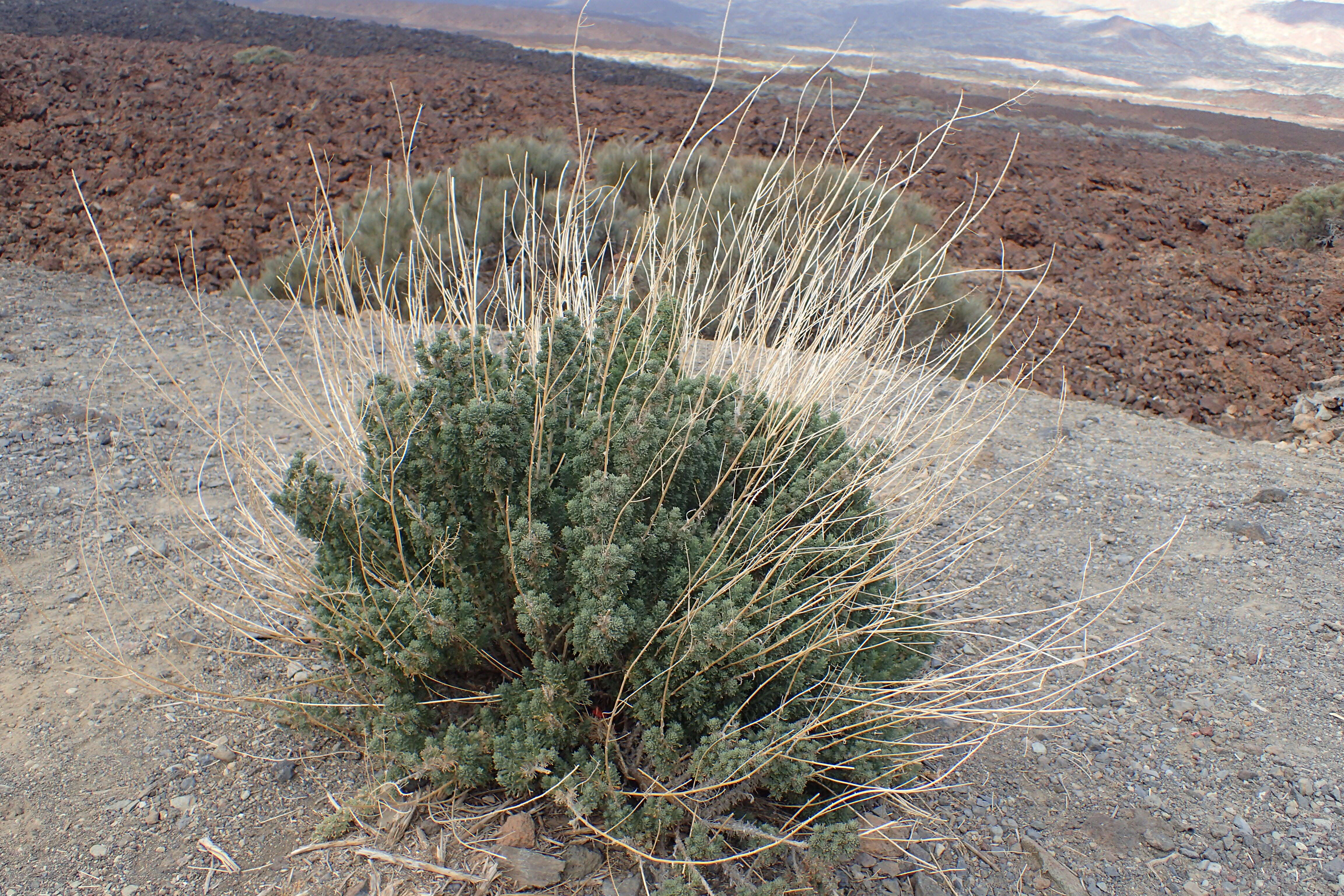 Plancia ëd Descurainia bourgaeana (E. Fourn.) Webb