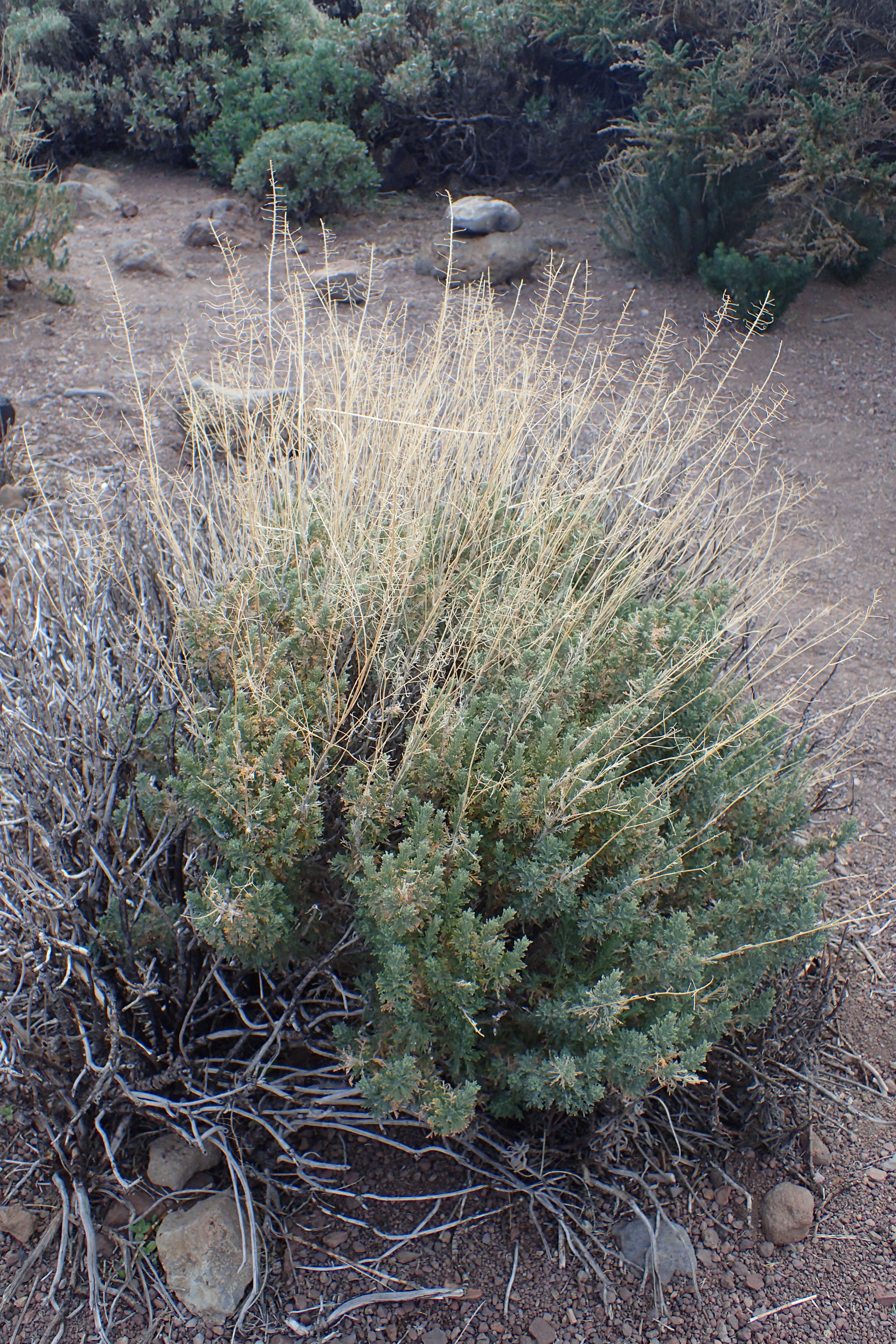 Plancia ëd Descurainia bourgaeana (E. Fourn.) Webb