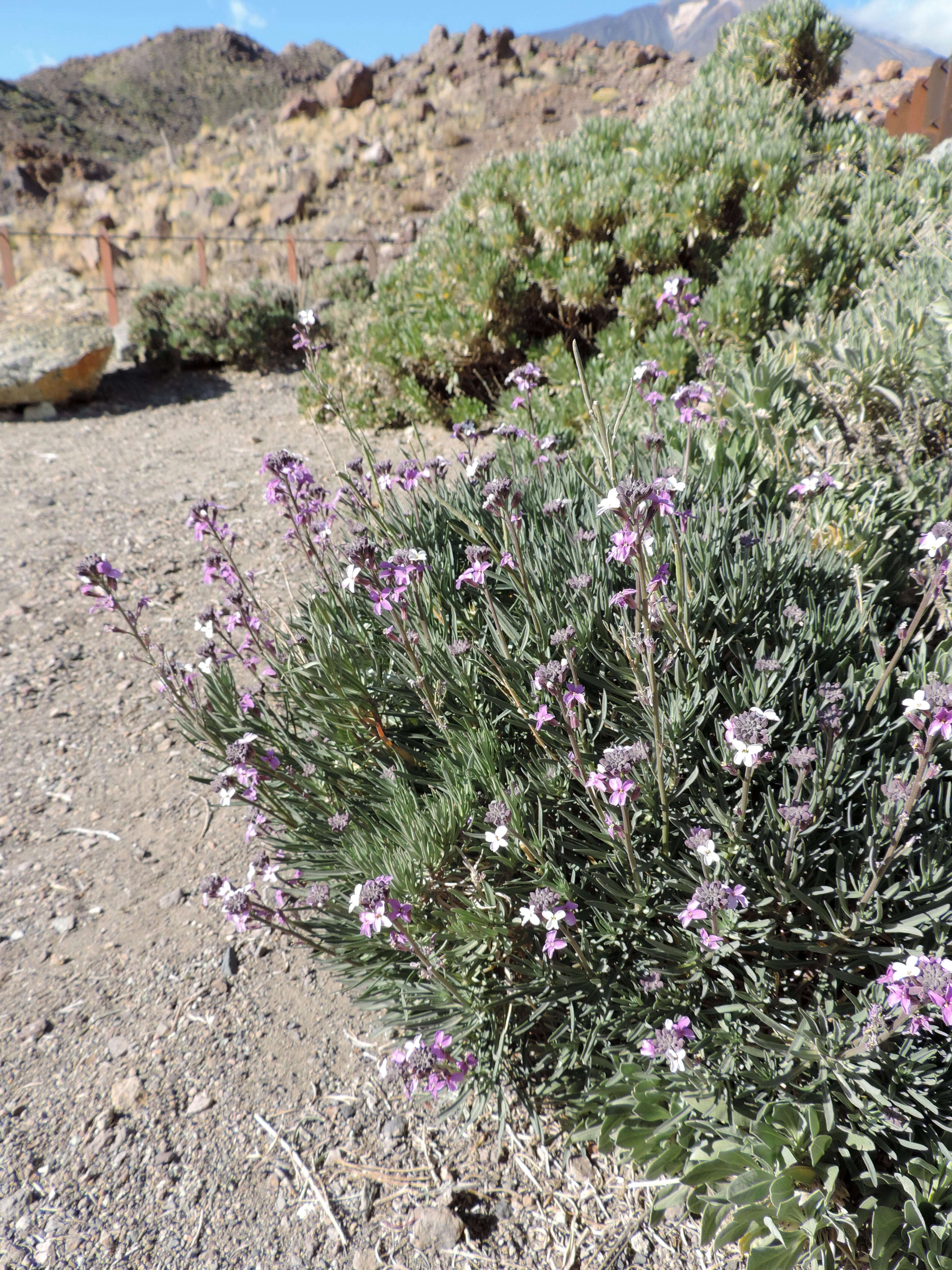 Image of Erysimum scoparium (Brouss. ex Willd.) Wettst.