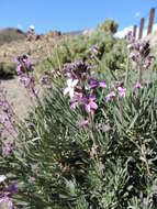 Image of Erysimum scoparium (Brouss. ex Willd.) Wettst.