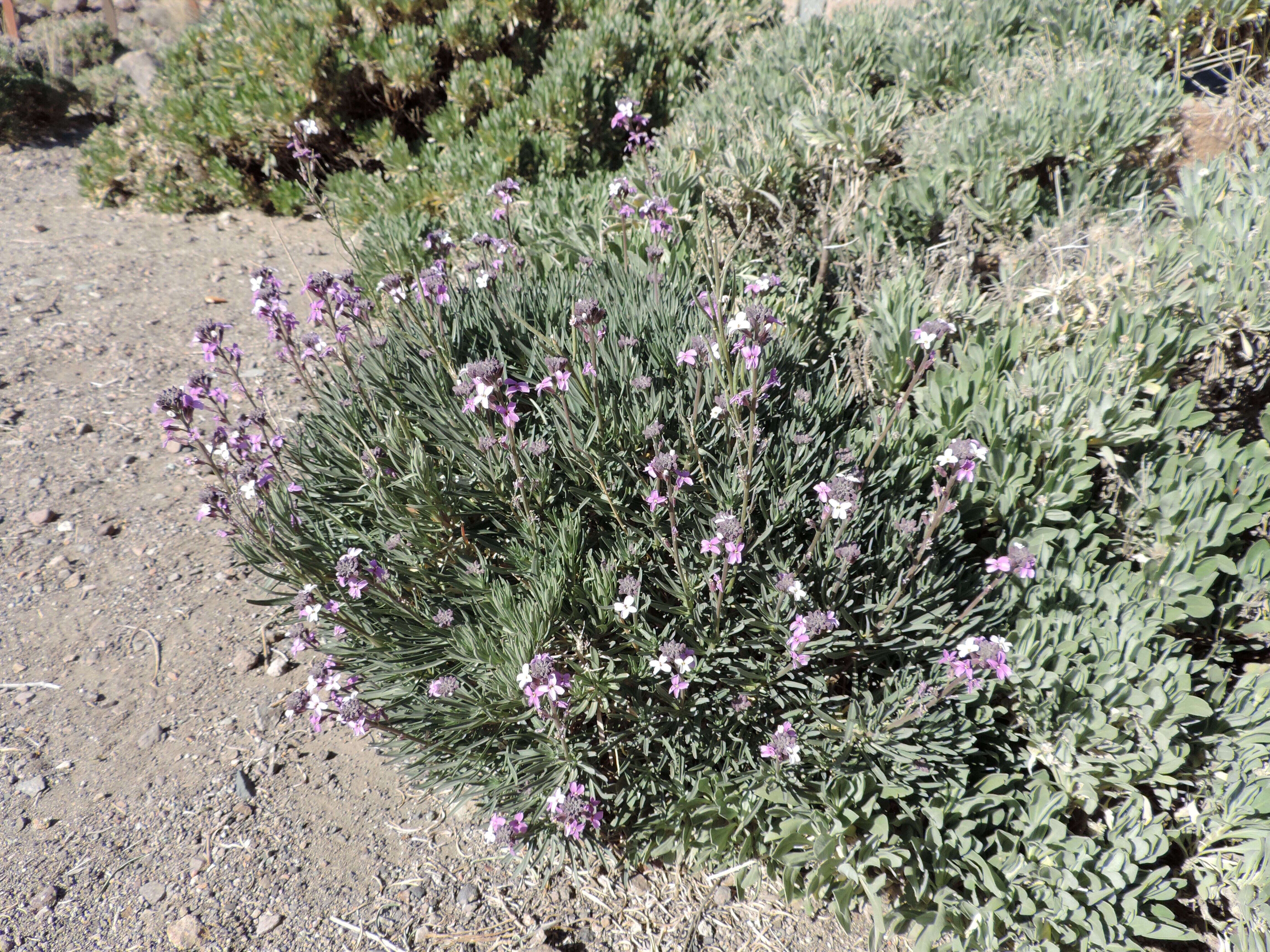 Image of Erysimum scoparium (Brouss. ex Willd.) Wettst.