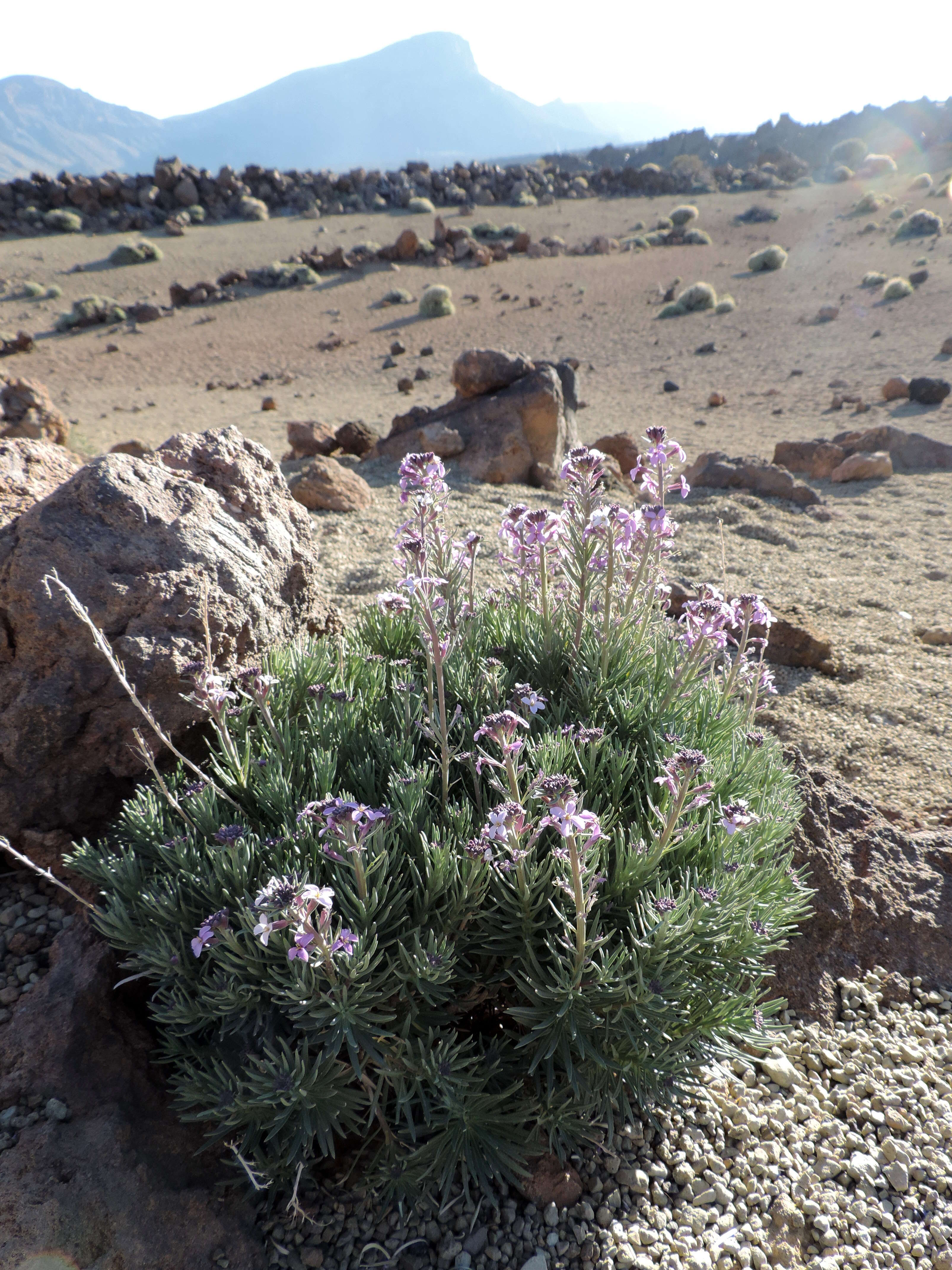 Image of Erysimum scoparium (Brouss. ex Willd.) Wettst.