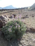 Image of Erysimum scoparium (Brouss. ex Willd.) Wettst.