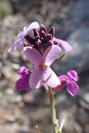 Image of Erysimum scoparium (Brouss. ex Willd.) Wettst.