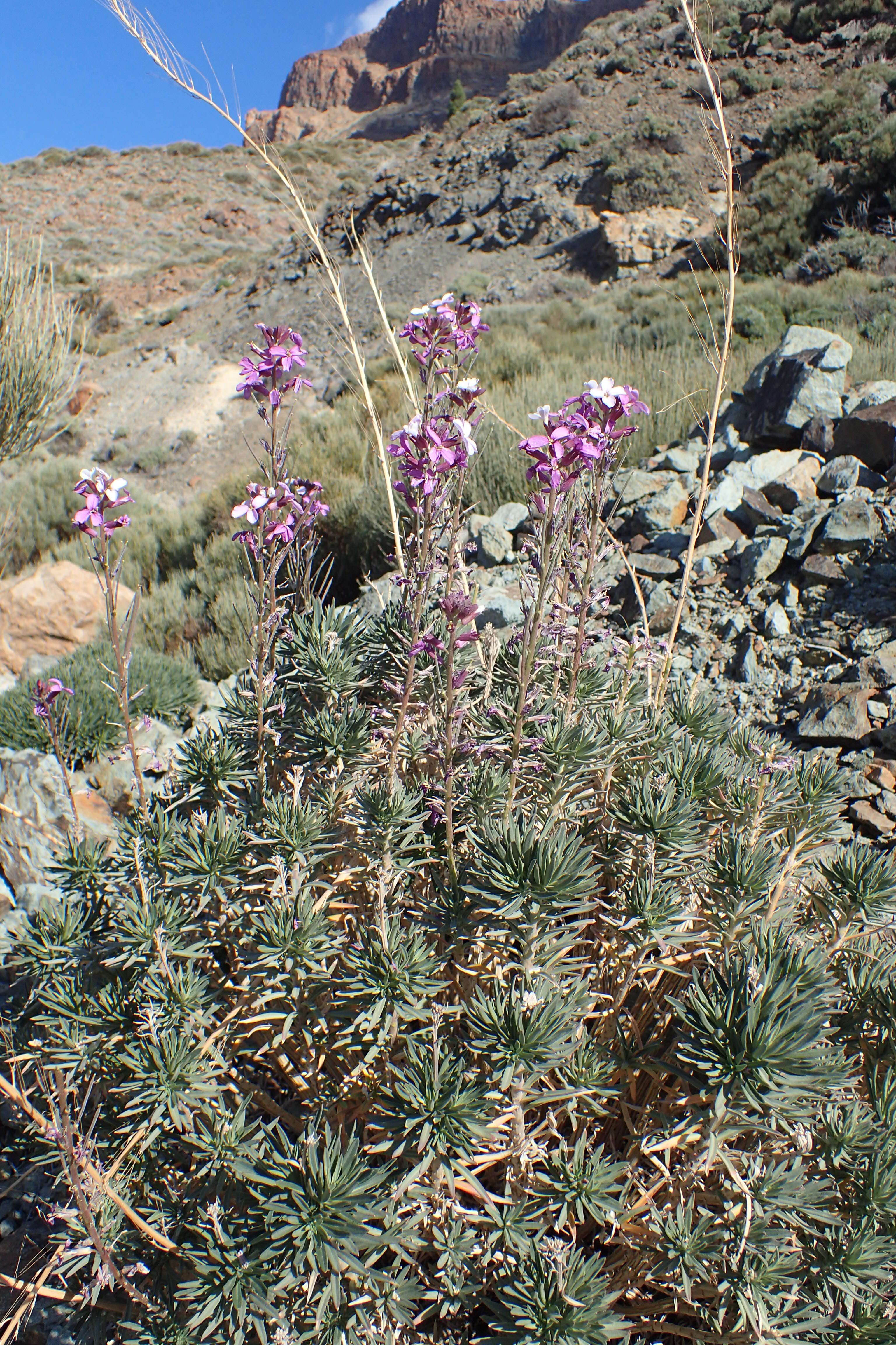 Image of Erysimum scoparium (Brouss. ex Willd.) Wettst.