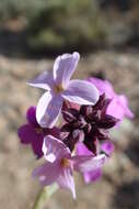 Image of Erysimum scoparium (Brouss. ex Willd.) Wettst.
