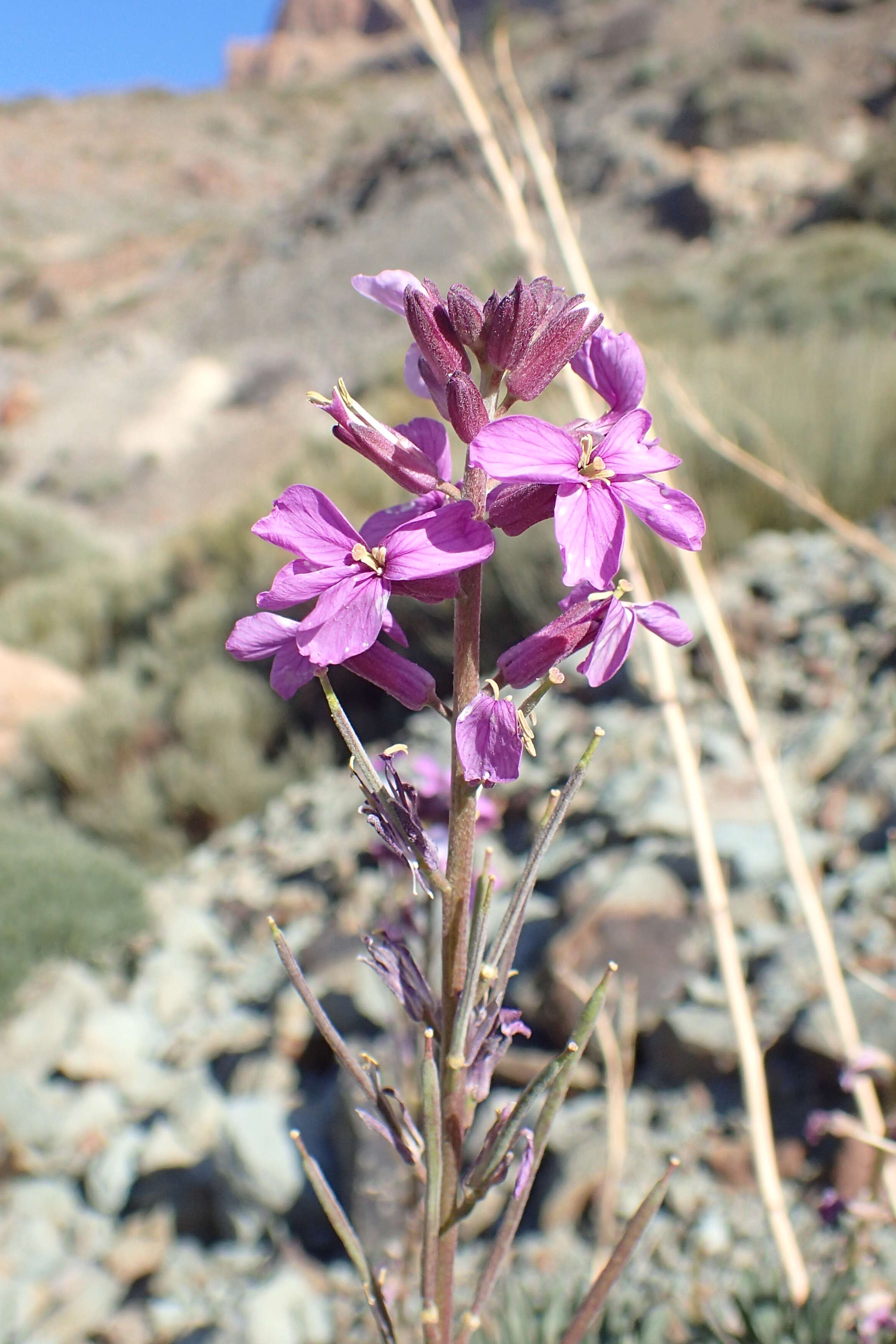 Image of Erysimum scoparium (Brouss. ex Willd.) Wettst.