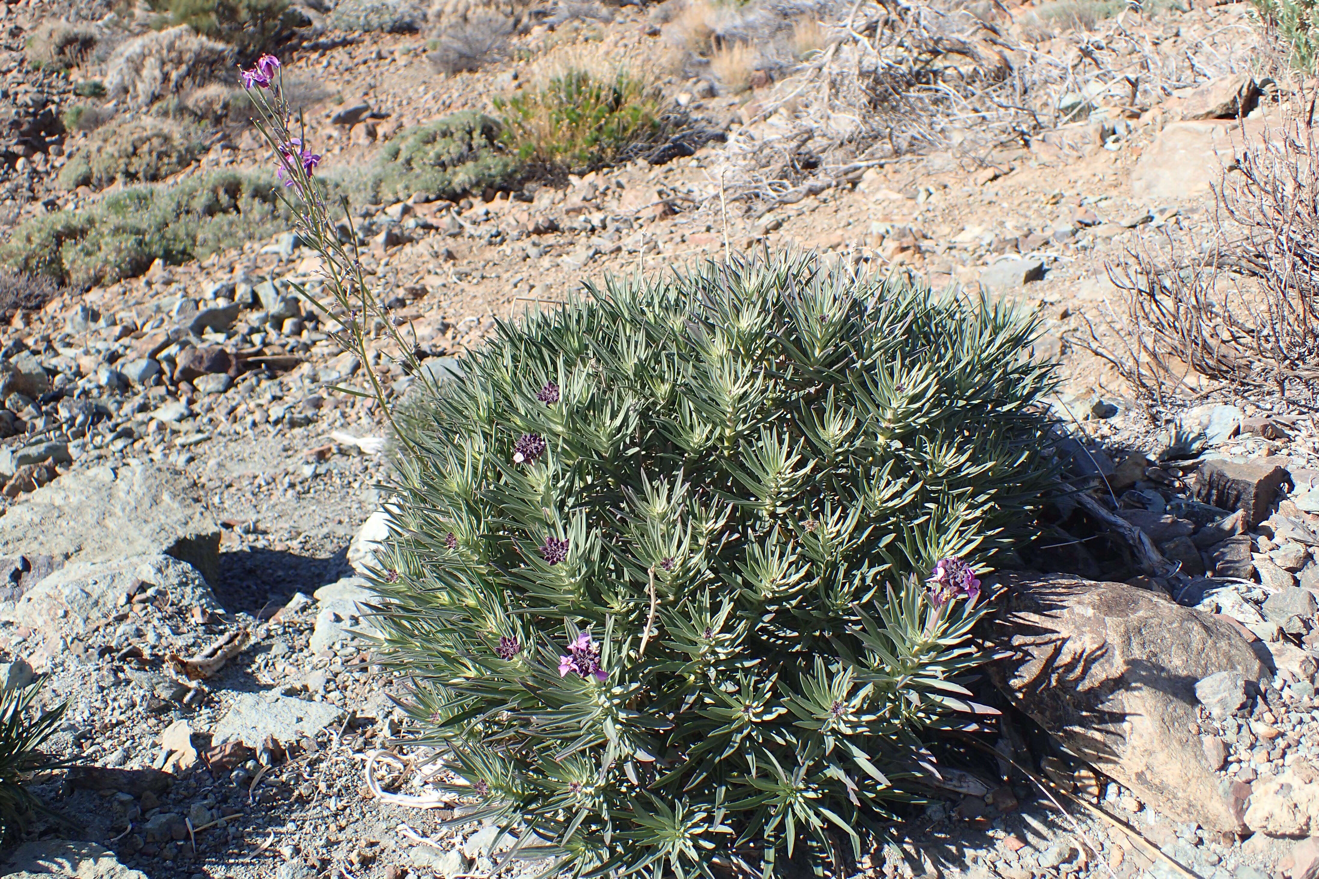 Image of Erysimum scoparium (Brouss. ex Willd.) Wettst.