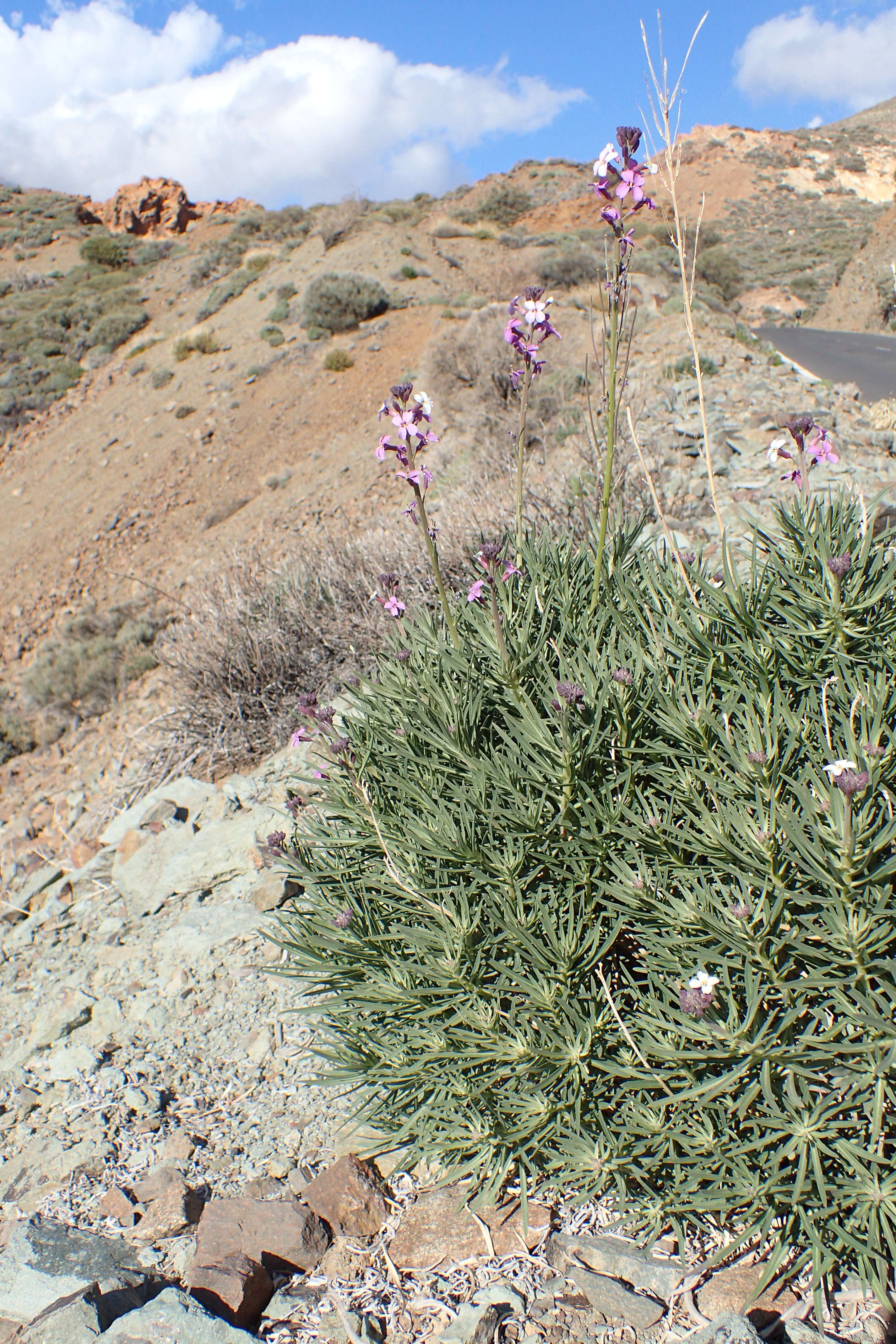 Image of Erysimum scoparium (Brouss. ex Willd.) Wettst.