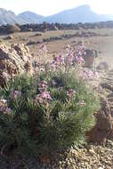 Image of Erysimum scoparium (Brouss. ex Willd.) Wettst.