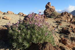 Image of Erysimum scoparium (Brouss. ex Willd.) Wettst.