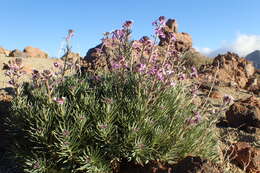 Image of Erysimum scoparium (Brouss. ex Willd.) Wettst.