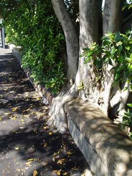 Image of Port Jackson fig