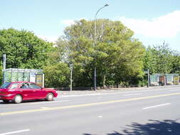 Image of Port Jackson fig