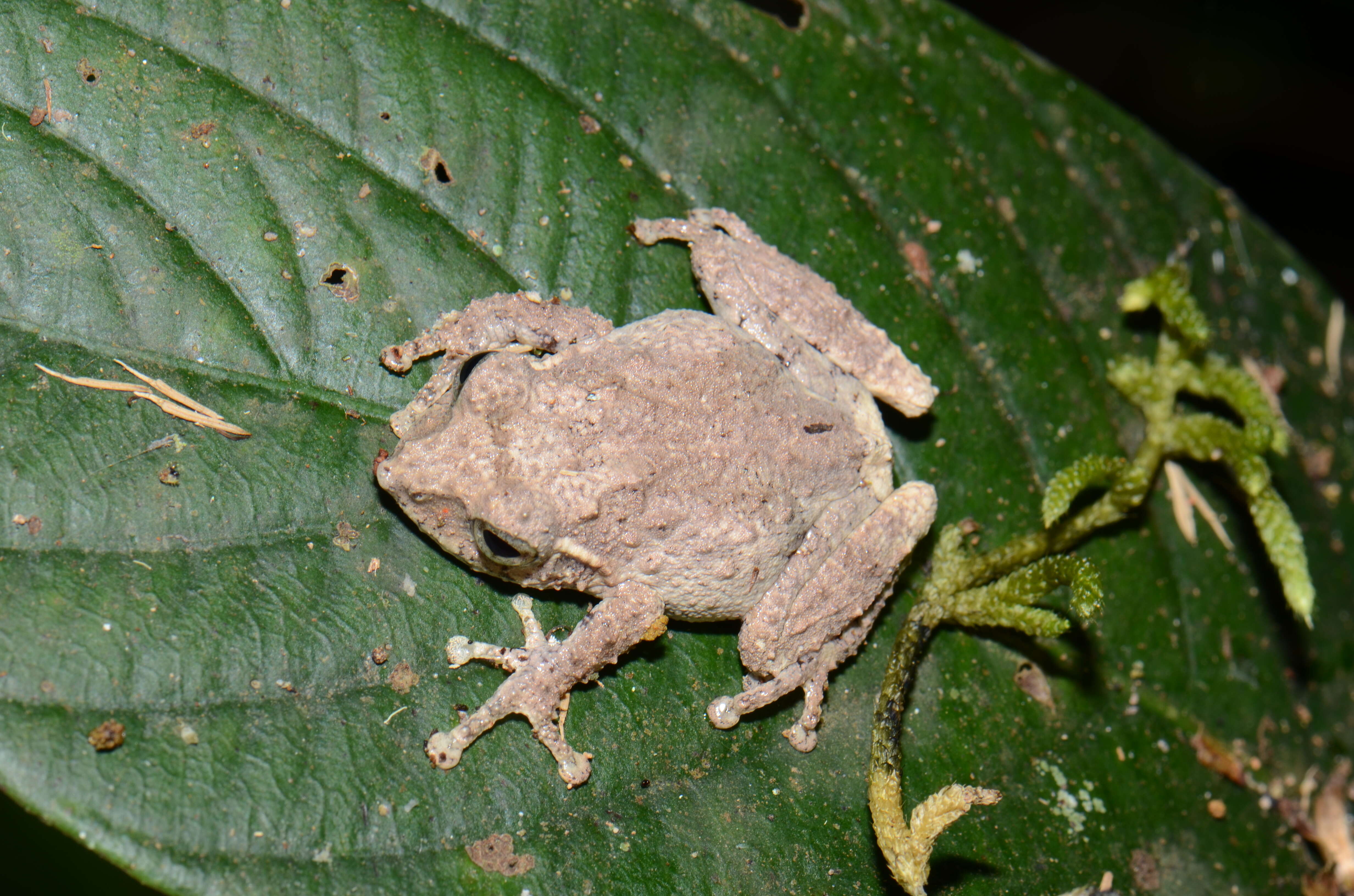 Kurixalus appendiculatus (Günther 1858) resmi