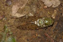 Image of Cicadas, Leafhoppers, and Treehoppers