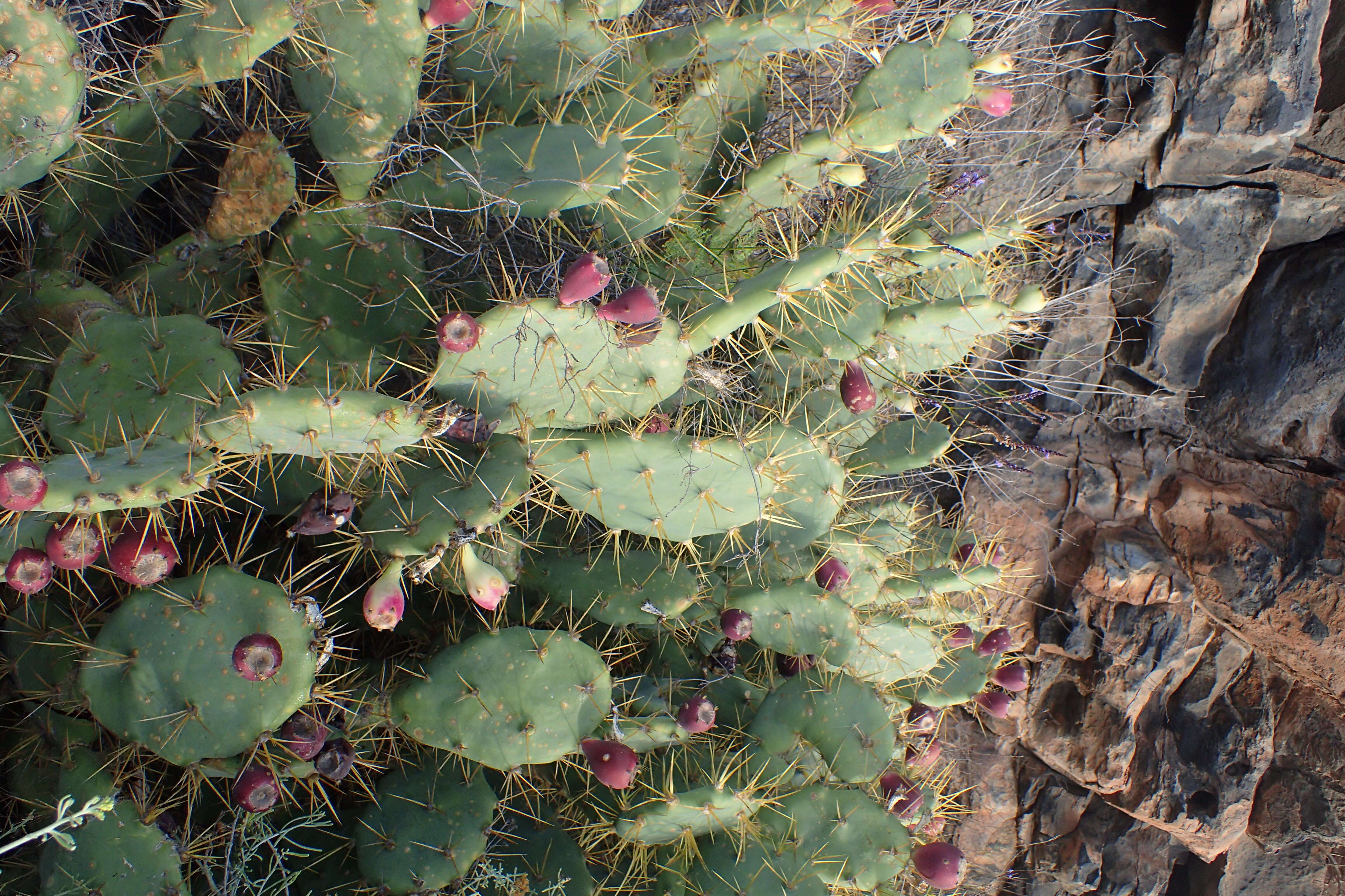 Image of Opuntia dillenii