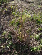 Image of African boxthorn