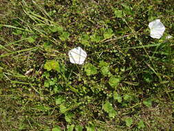 Plancia ëd Calystegia soldanella (L.) R. Br.