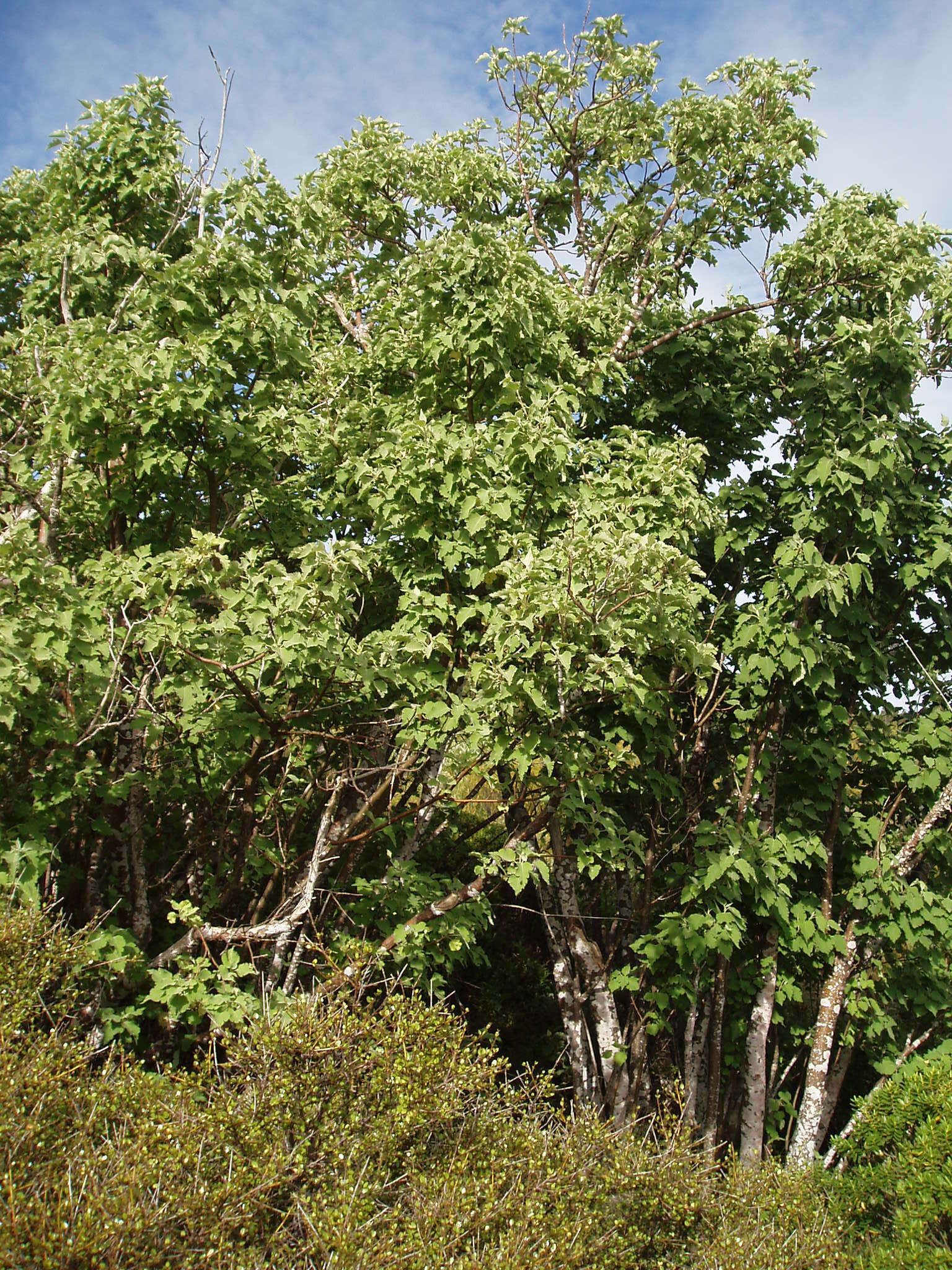 Image of Mountain Ribbon Wood