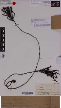 Image of Sargassum johnsonii V. J. Chapman 1961