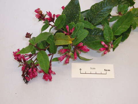 Image of purple cestrum