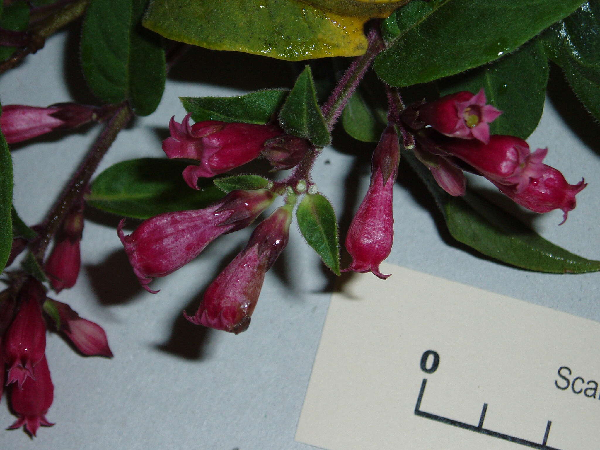 Image of purple cestrum