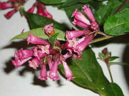 Image of purple cestrum