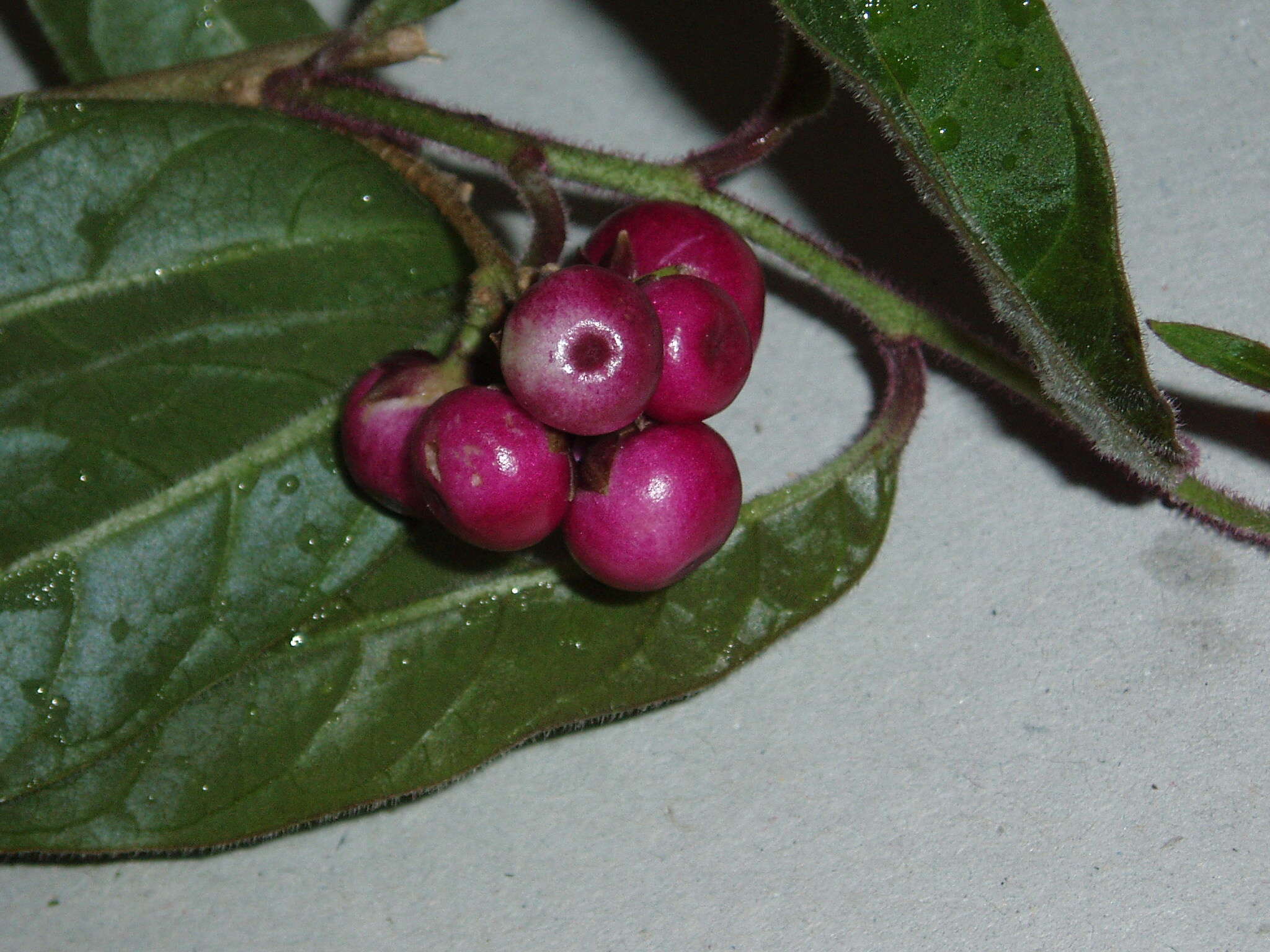 Image of purple cestrum